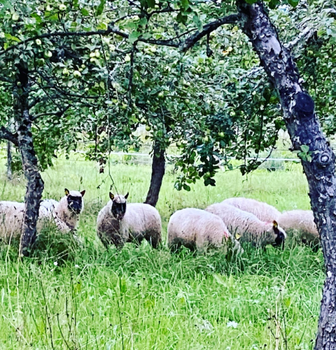 Mouton1